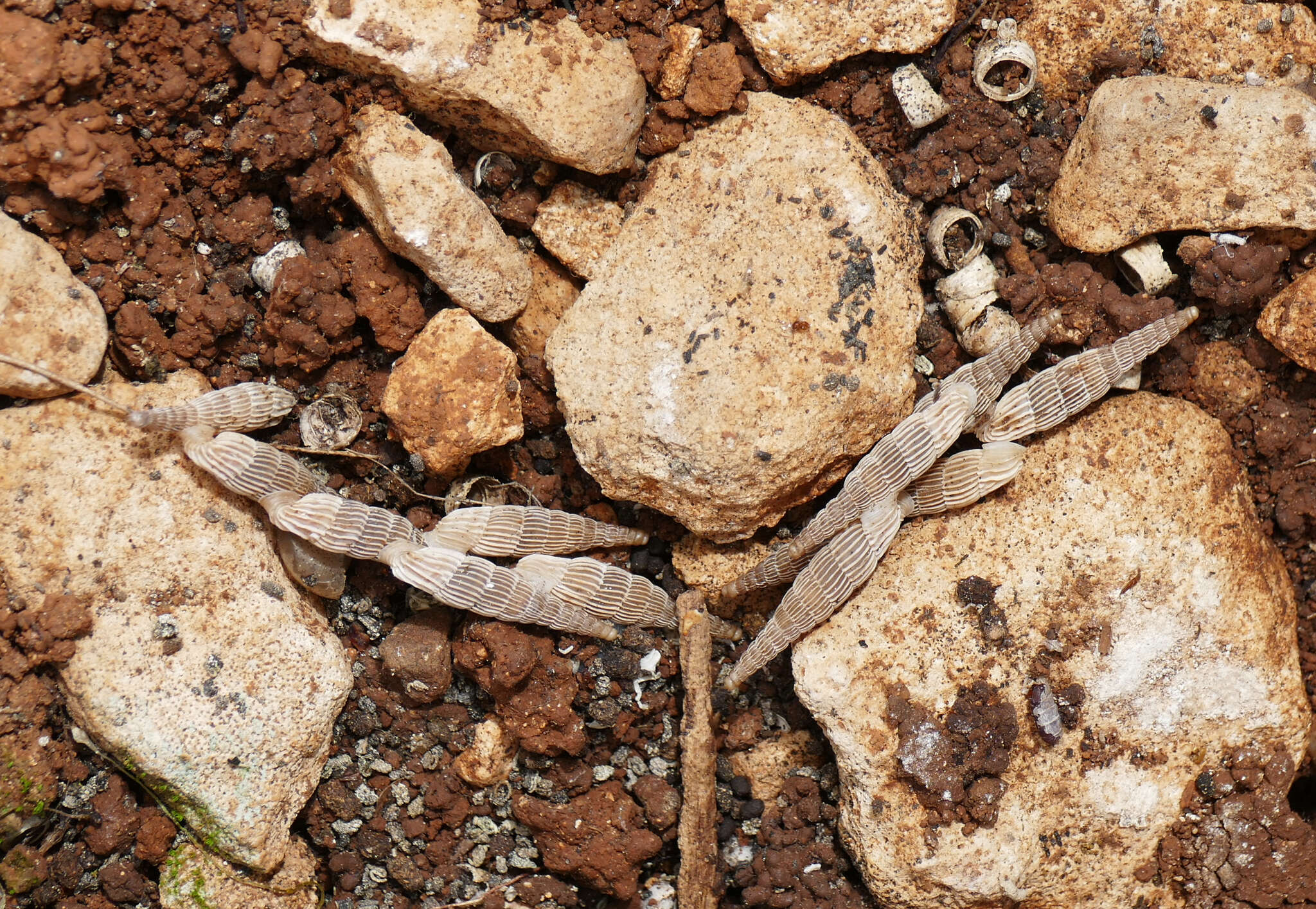 Image of Albinaria saxatilis (L. Pfeiffer 1846)