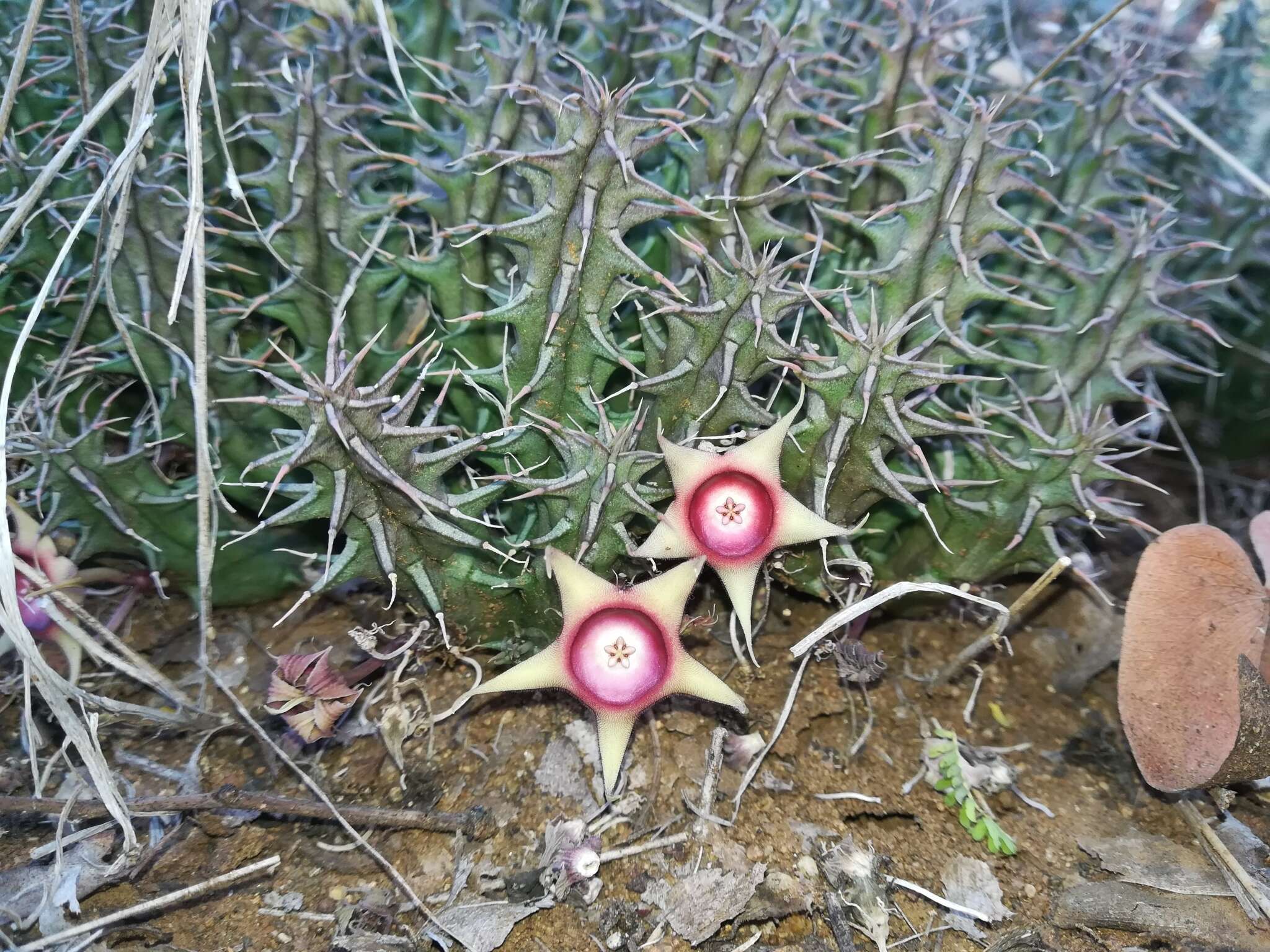 Plancia ëd Ceropegia verekeri subsp. verekeri