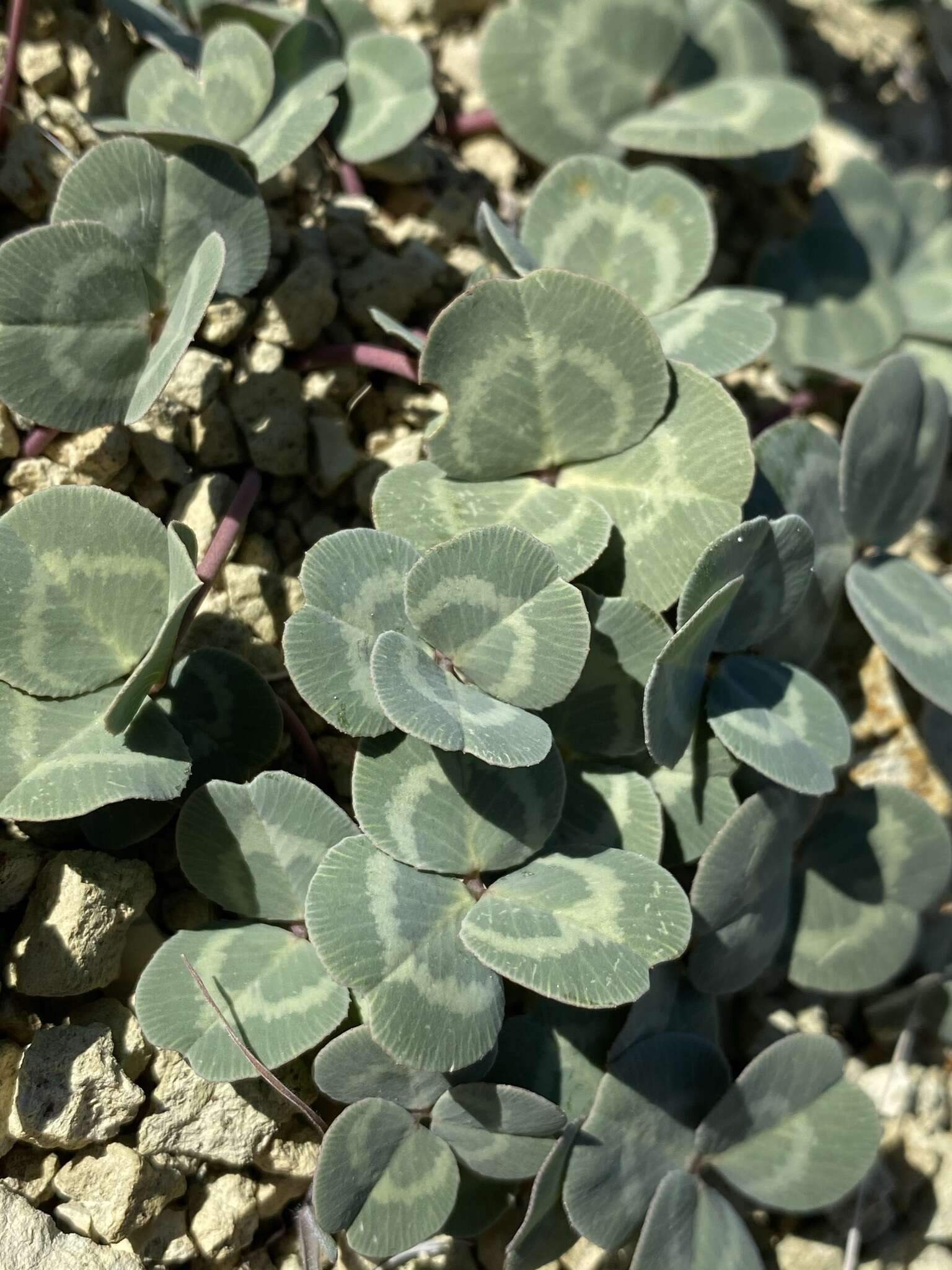 Image of Owyhee clover