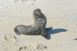 Image of Afro-Australian Fur Seal