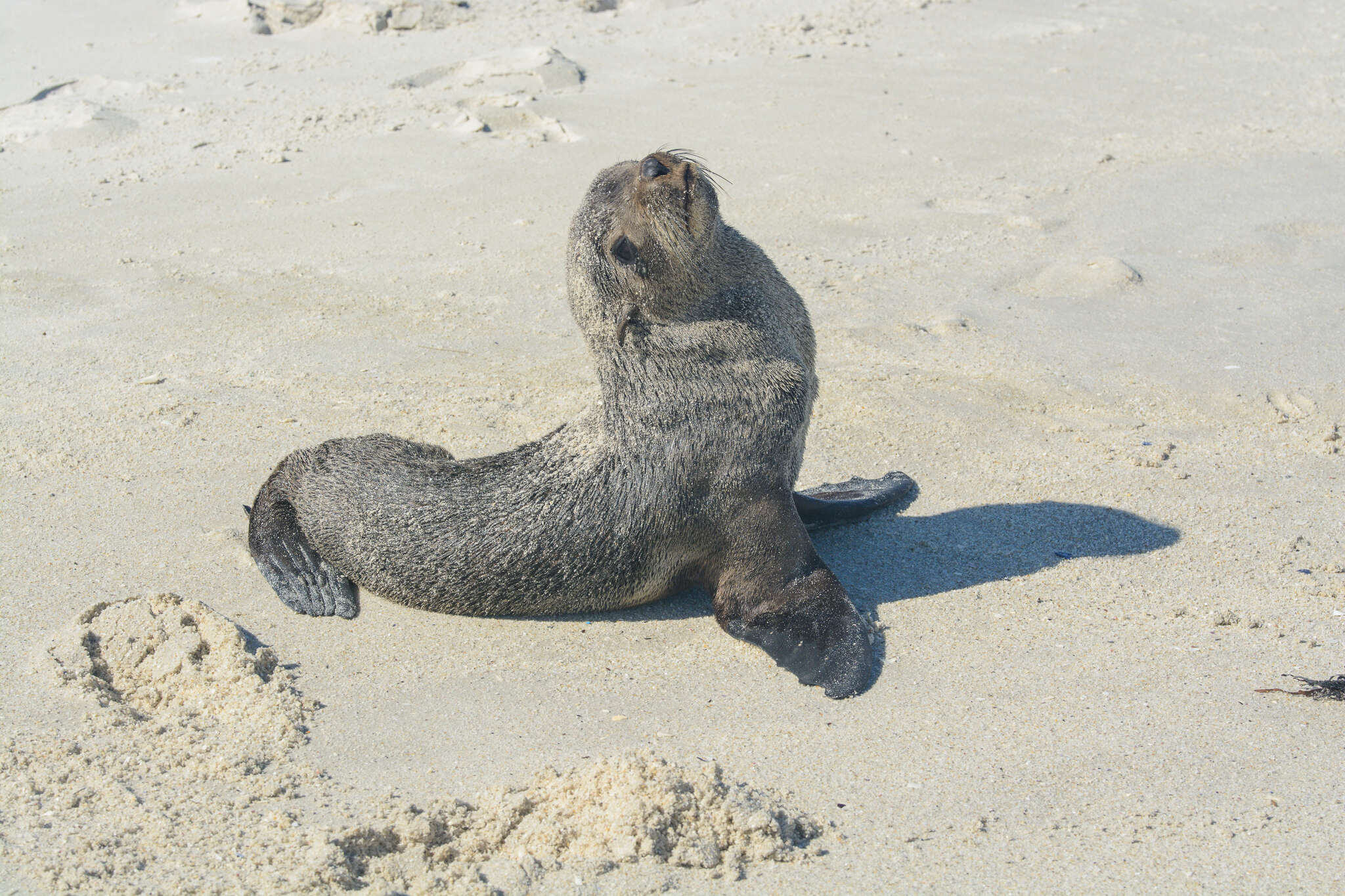 Image of Afro-Australian Fur Seal