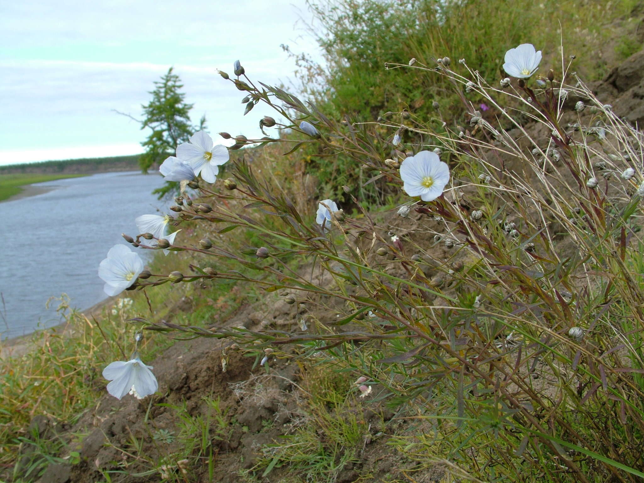 Imagem de Linum komarovii subsp. boreale (Juz.) T. V. Egorova