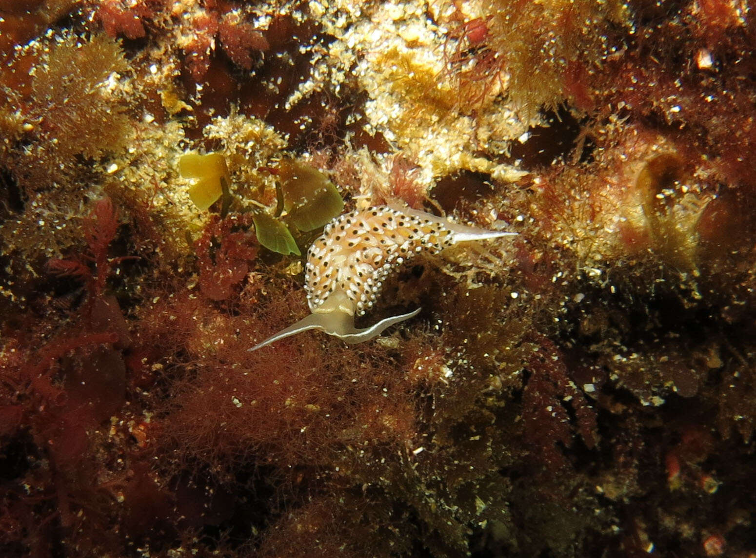 Image of Caloria elegans (Alder & Hancock 1845)