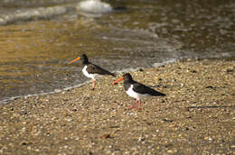 Image of South Island Oystercatcher