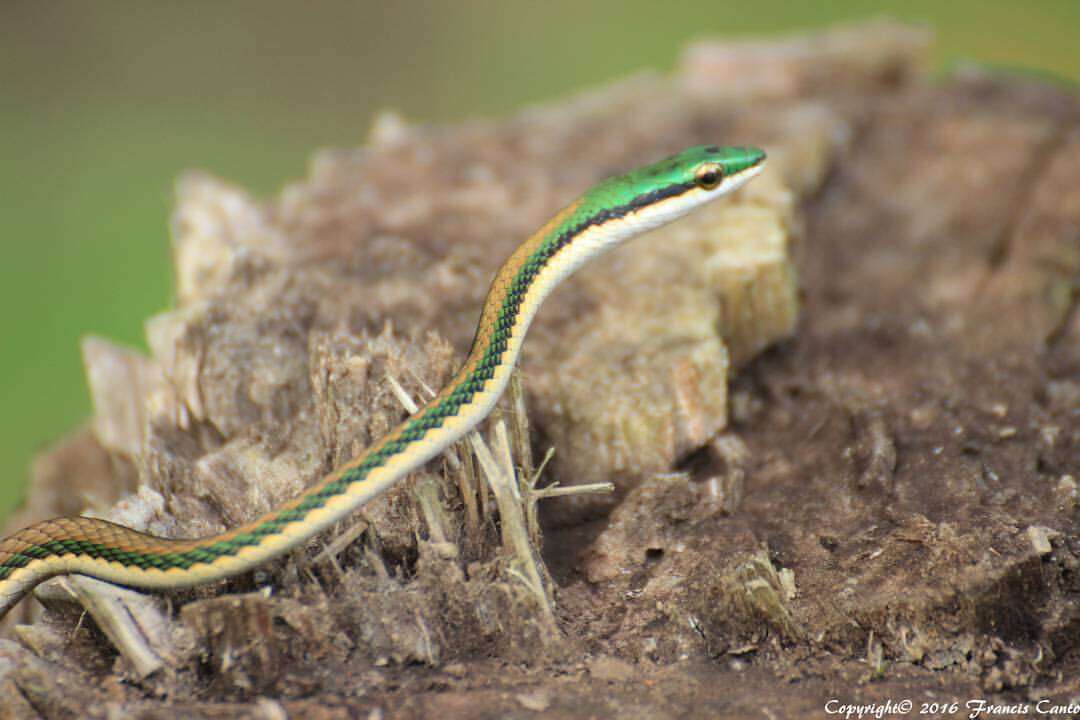 Image of Mexican Parrot Snake