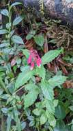 Image de Scutellaria isocheila Donn. Sm.