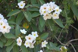 Image de Cordia boissieri A. DC.