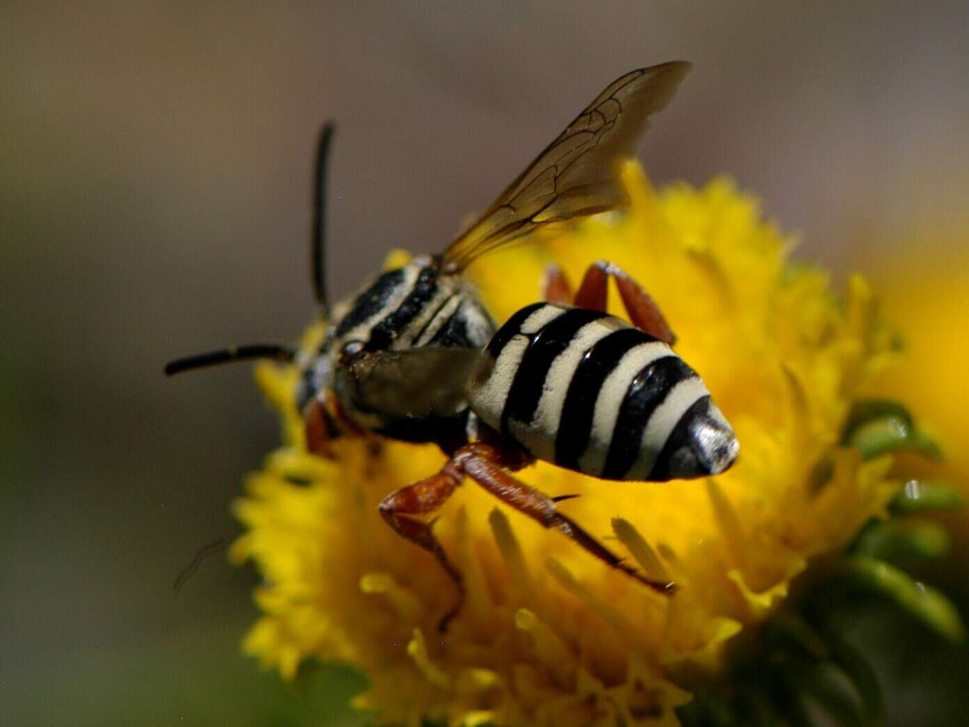 Слика од Triepeolus denverensis Cockerell 1910