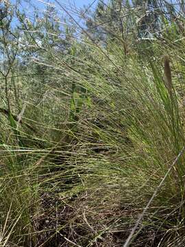 Image of Tenaxia stricta (Schrad.) N. P. Barker & H. P. Linder