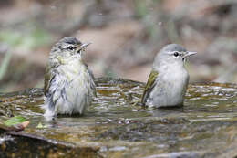 Image of Tennessee Warbler