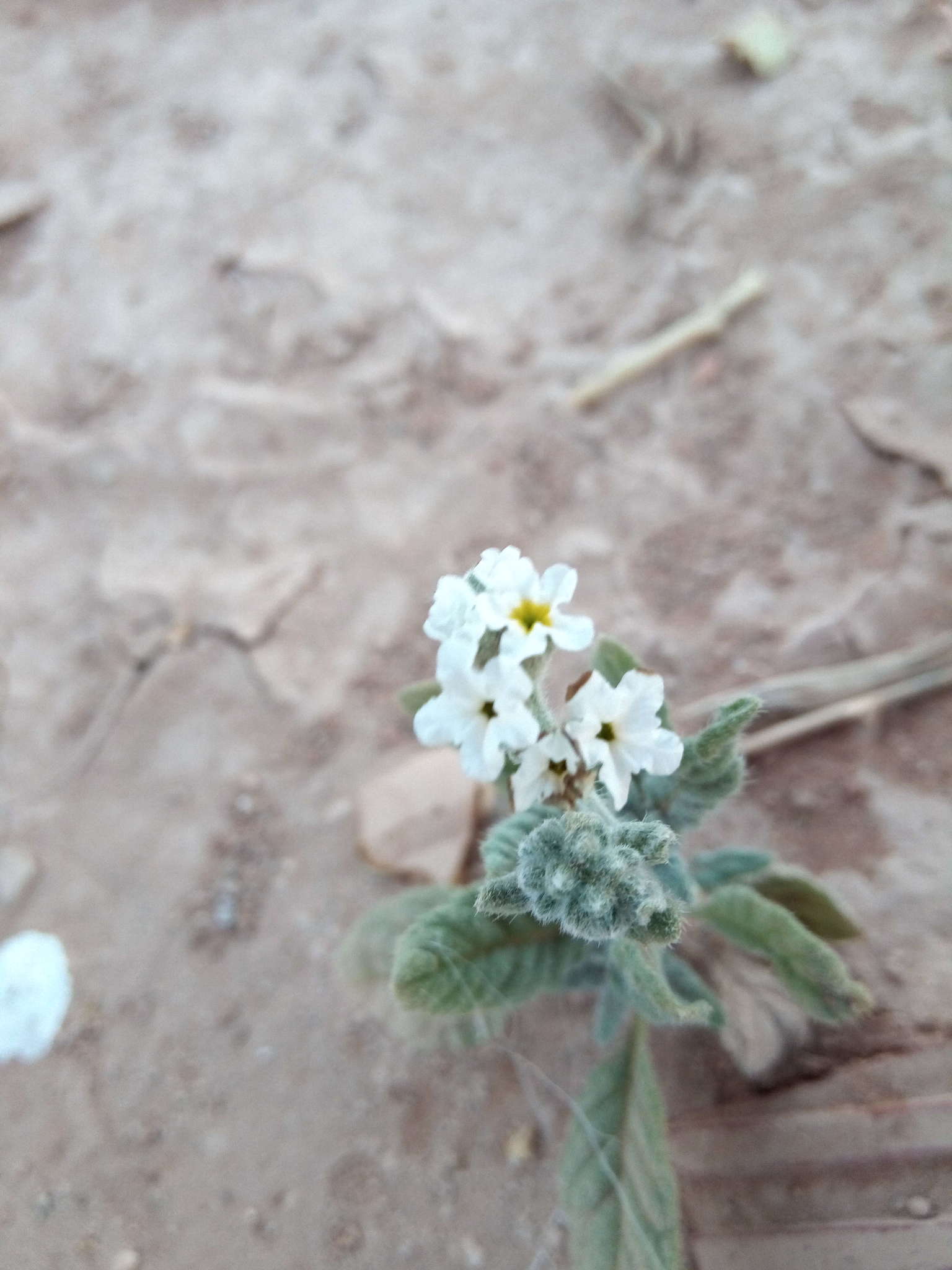 Image de Heliotropium bacciferum Forsk.