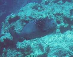 Image of Hawaiian chub