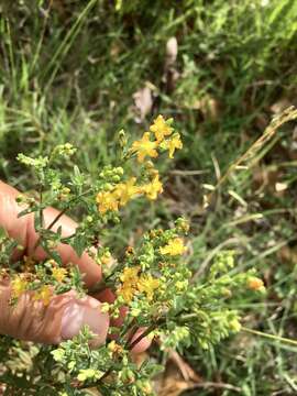 Image of Hypericum brasiliense Choisy