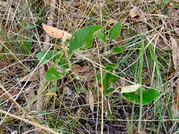 Image of mount lofty daisy-bush