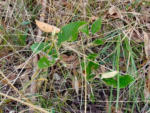 Imagem de Olearia grandiflora Hook.