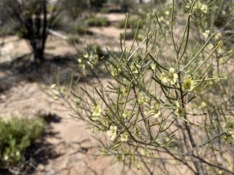 Eremophila oppositifolia R. Br. resmi