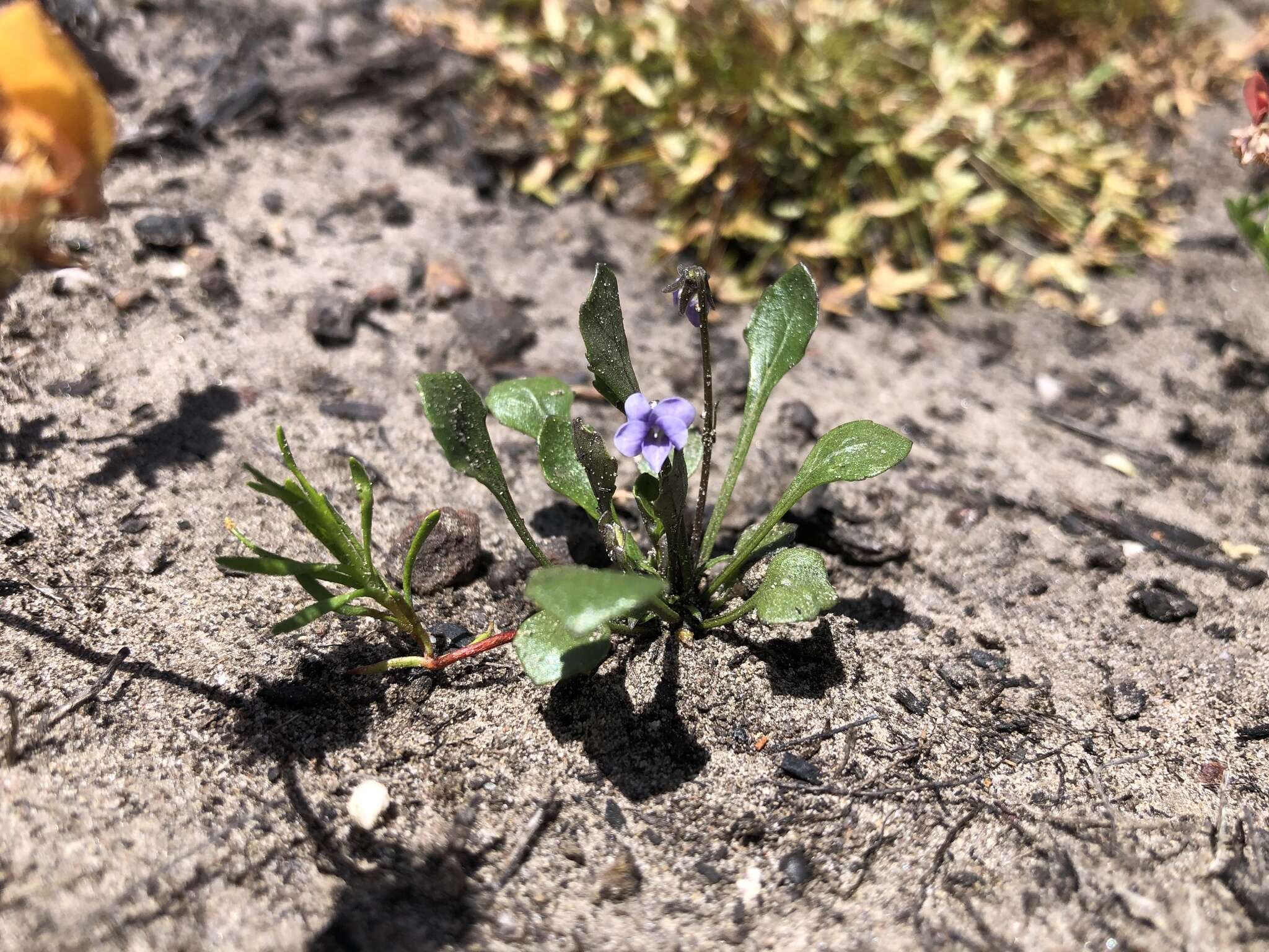 Image de Viola hederacea subsp. sieberiana (Sprengel) L. G. Adams