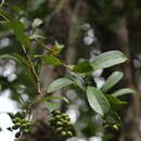 Image of Citronella sarmentosa (Baill.) R. A. Howard