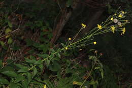 Image of Hieracium sabaudum subsp. vagum (Jord.) Zahn