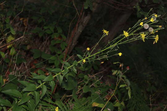 Image of Hieracium sabaudum subsp. vagum (Jord.) Zahn