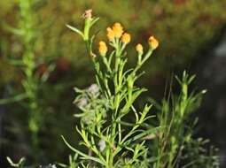 Chrysocephalum semipapposum subsp. brevifolium (Sond.) Paul G. Wilson的圖片