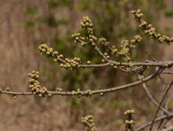 Image of Ficus arnottiana (Miq.) Miq.