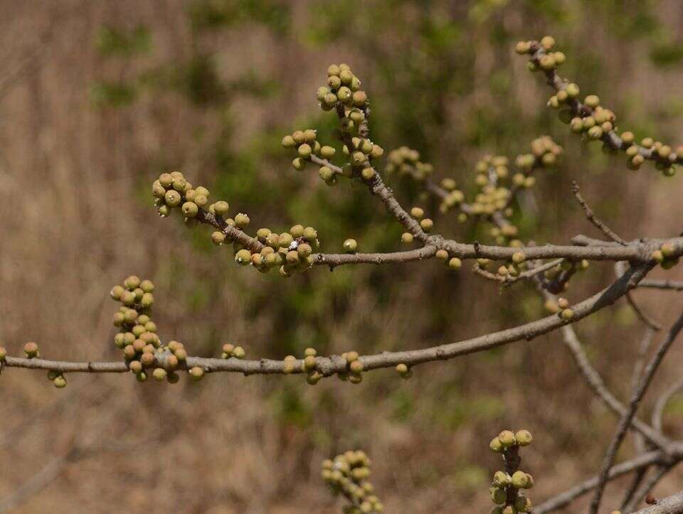 Image of Ficus arnottiana (Miq.) Miq.