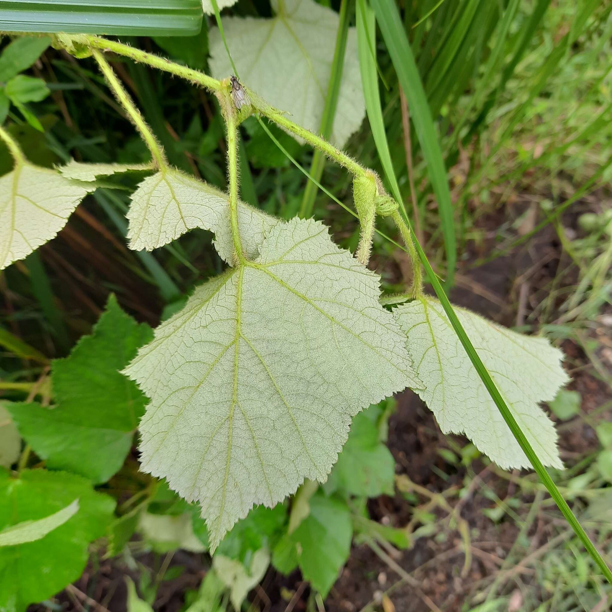 صورة Rubus moluccanus L.