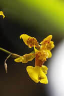 Image of Oncidium baueri Lindl.