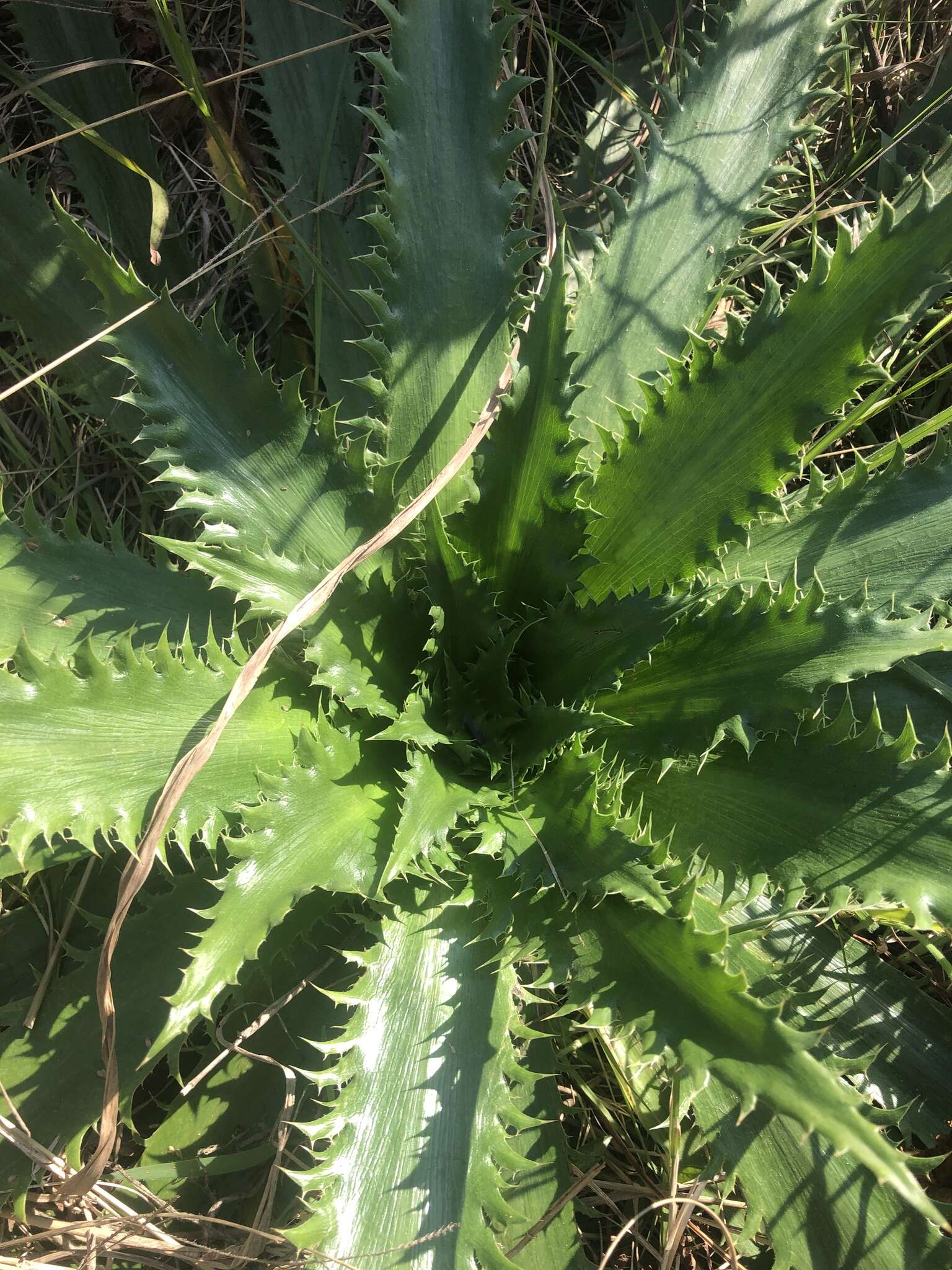 Imagem de Eryngium serra Cham. & Schltdl.