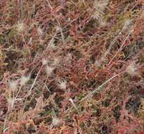 Plancia ëd Hordeum marinum subsp. gussoneanum (Parl.) Thell.