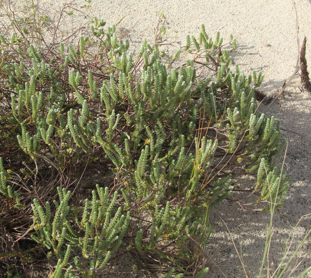 Image of Pimelea villosa Banks & Soland. ex Meissn.