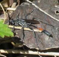 Image of Ammophila procera Dahlbom 1843