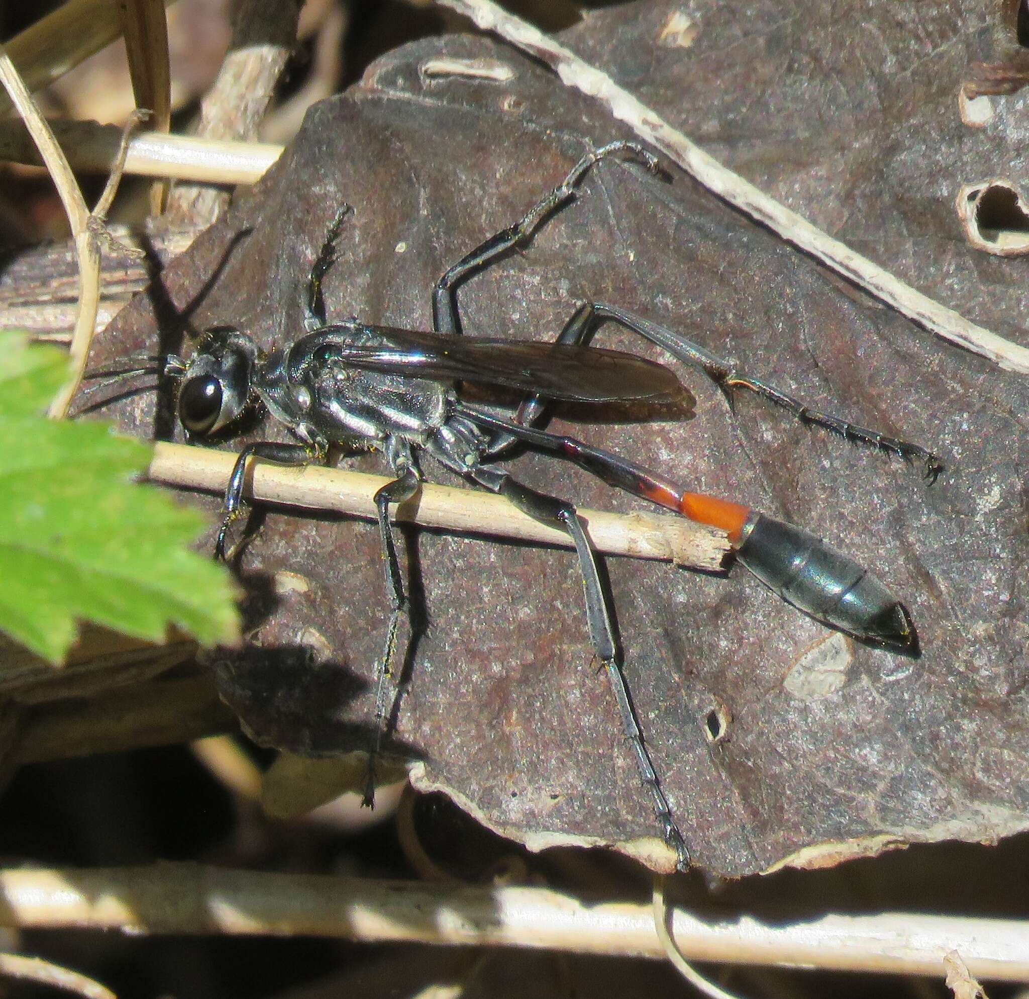 Image of Ammophila procera Dahlbom 1843