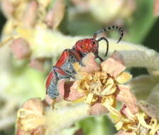 Image of Red-femured Milkweed Borer