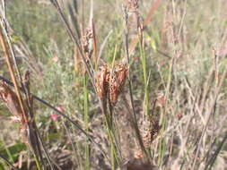 Image of Schoenus megacarpus T. L. Elliott & Muasya