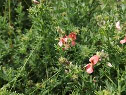 Indigofera glaucescens Eckl. & Zeyh.的圖片