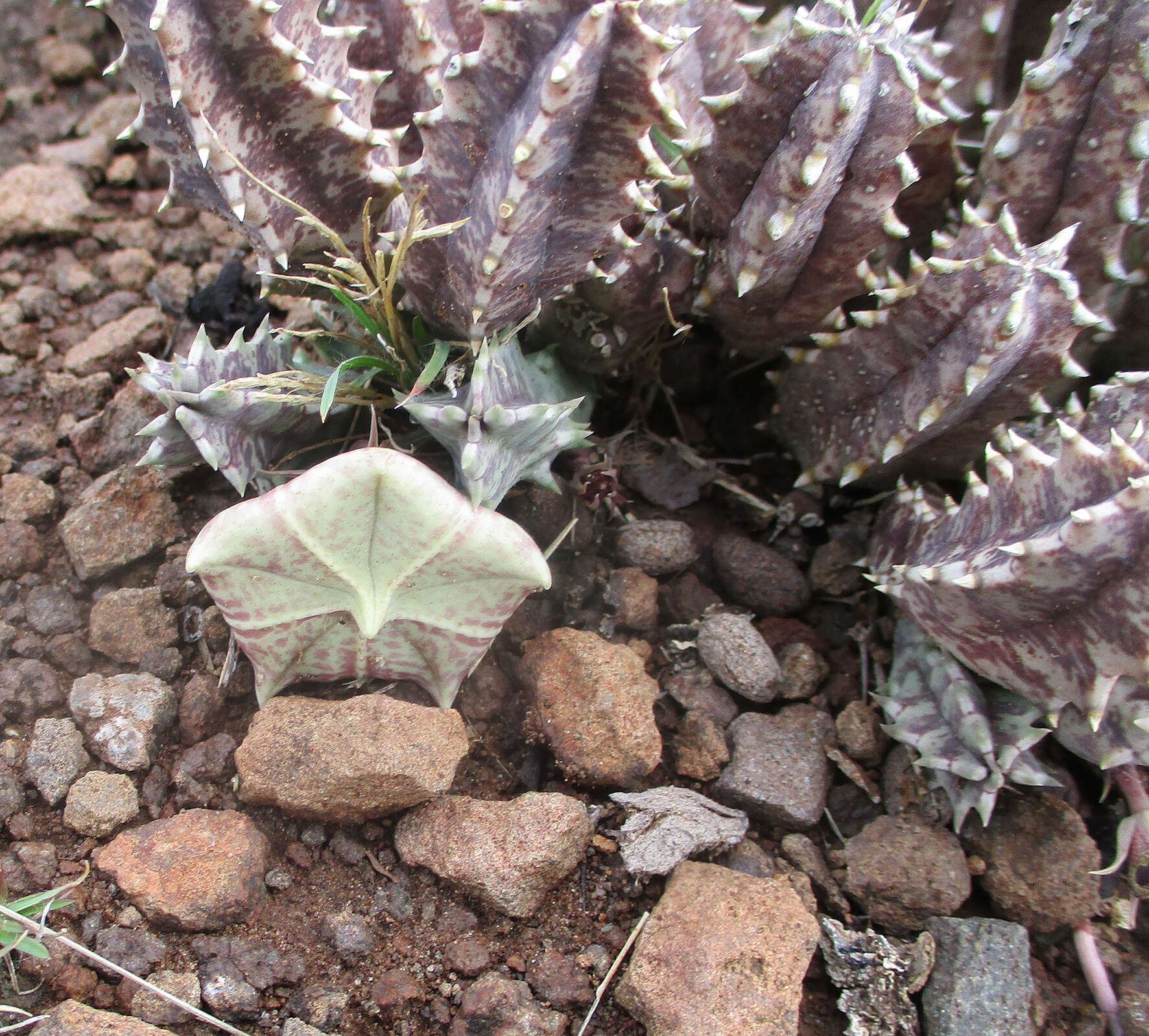 Image de Ceropegia zebrina (N. E. Br.) Bruyns