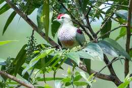 Image of Many-colored Fruit Dove