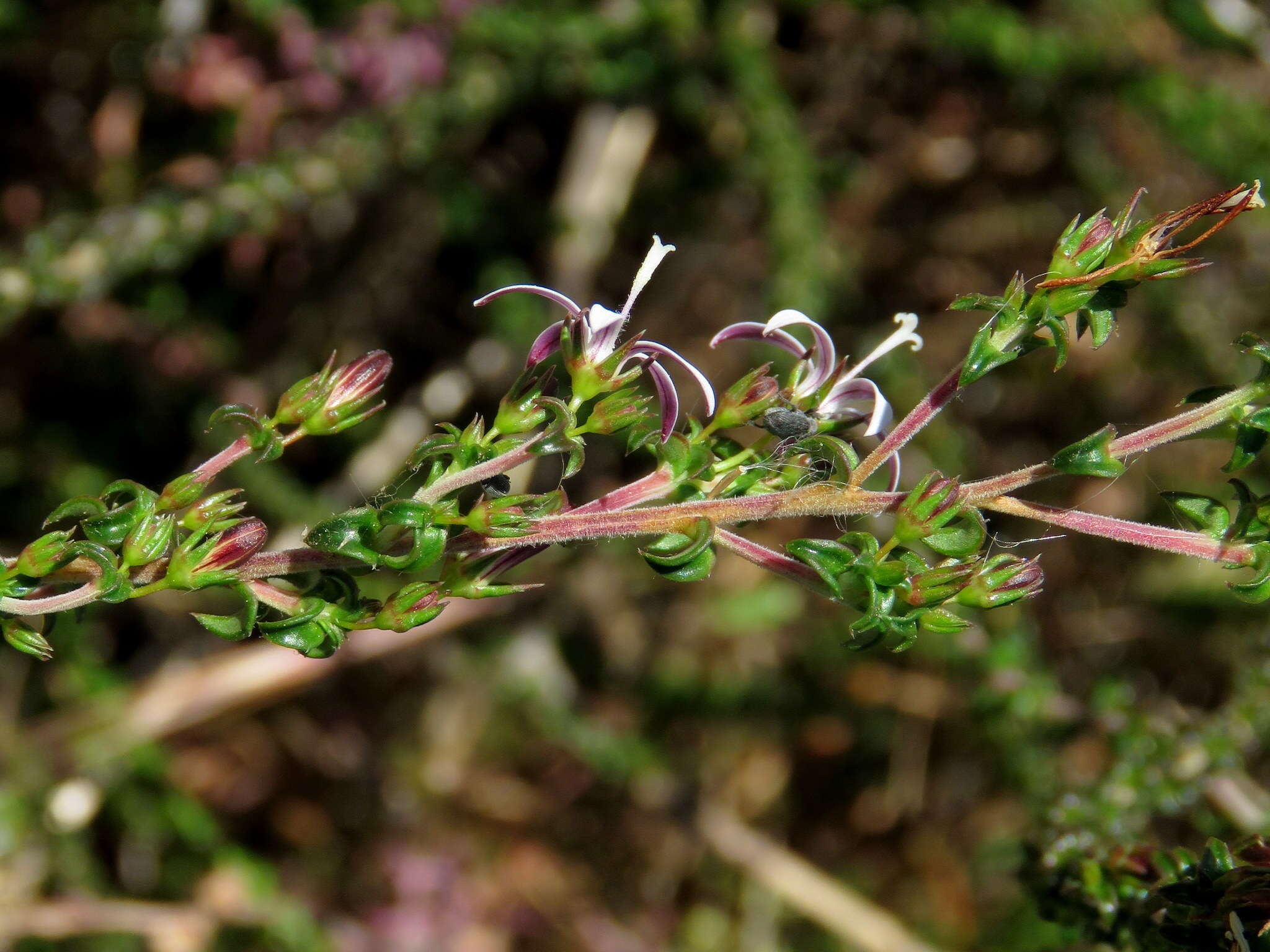 صورة Wahlenbergia tenella (L. fil.) Lammers