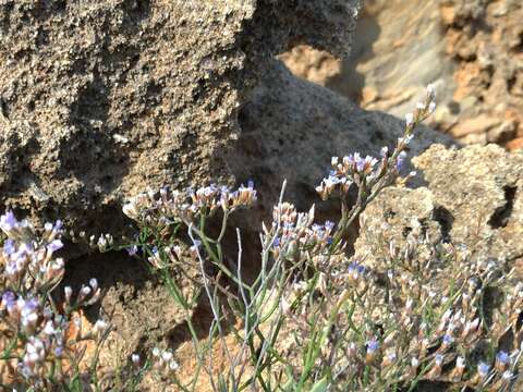 Imagem de Limonium multiforme (Martelli) Pignatti