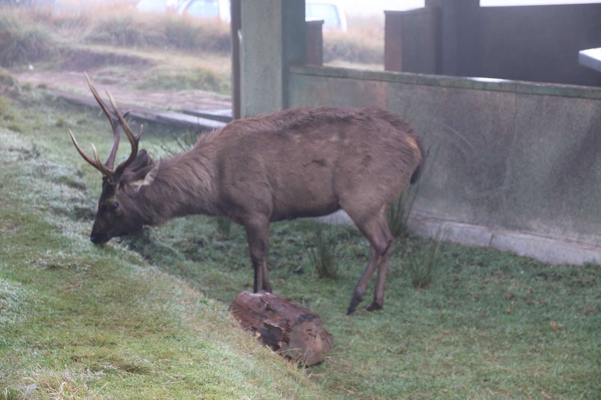 Image of Sri Lankan sambar deer