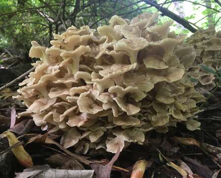 Image of Polyporus umbellatus (Pers.) Fr. 1821