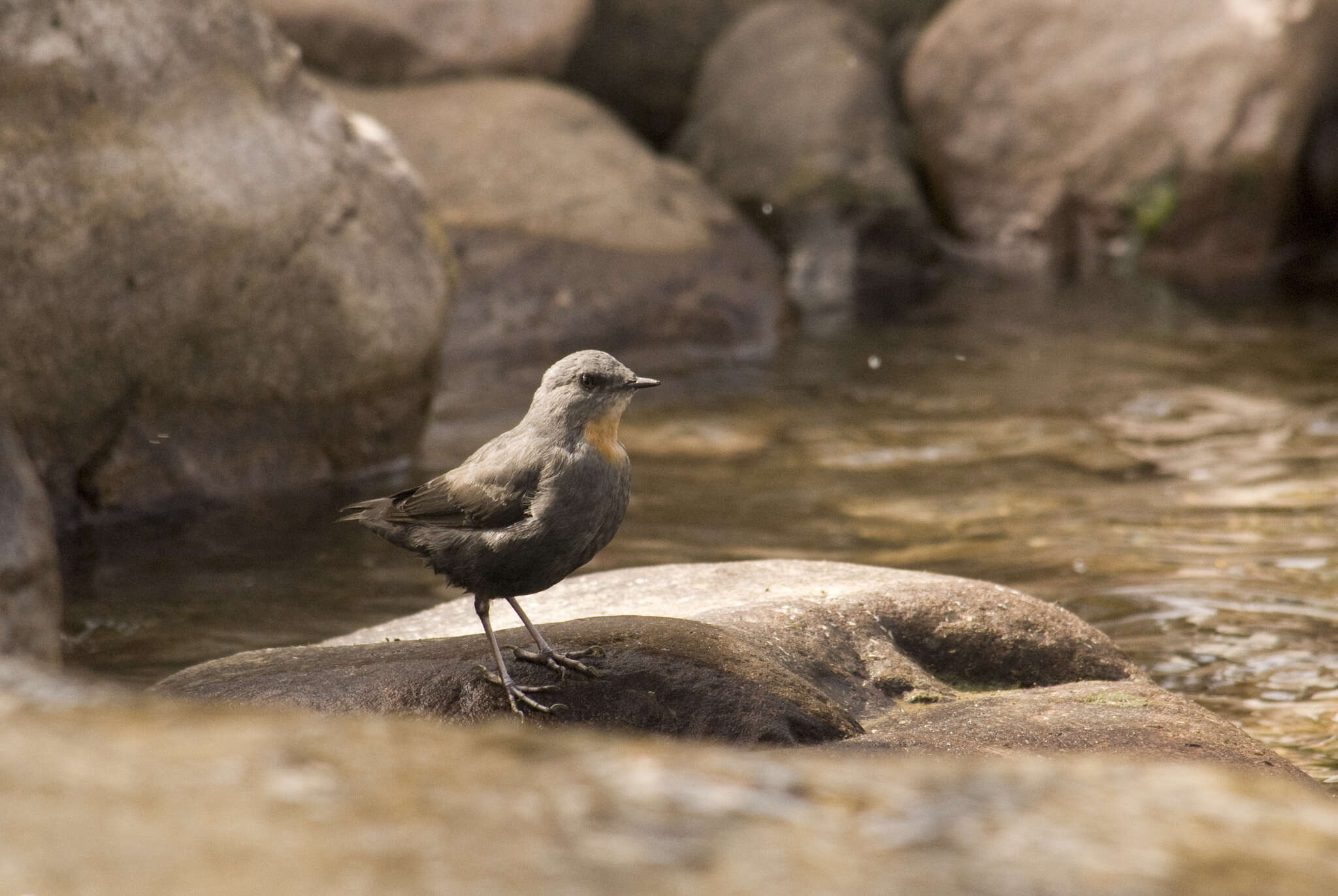 Image of Rufous-throated Dipper