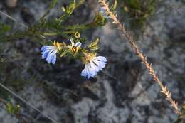 Image of Claw Leschenaultia