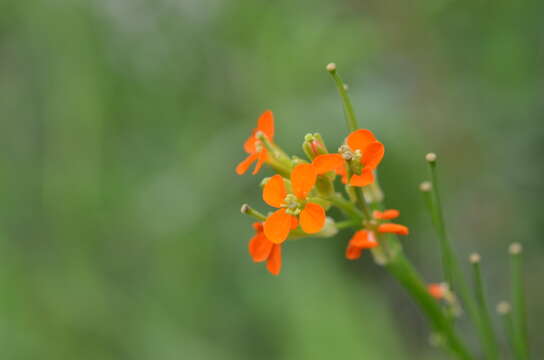 Image of Erysimum croceum Popov