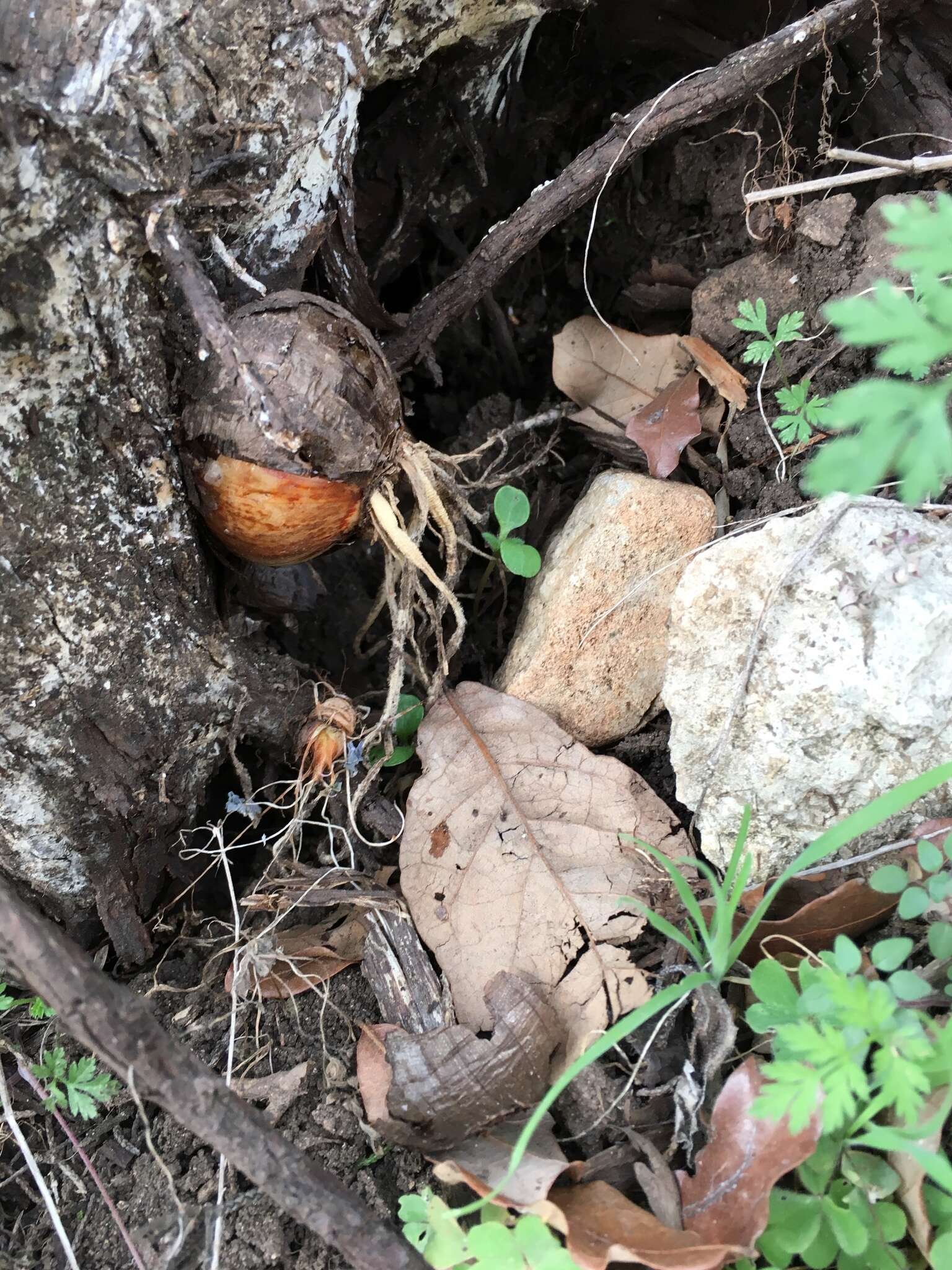 Image of garden onion