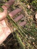 Imagem de Muhlenbergia torreyana (Schult.) Hitchc.