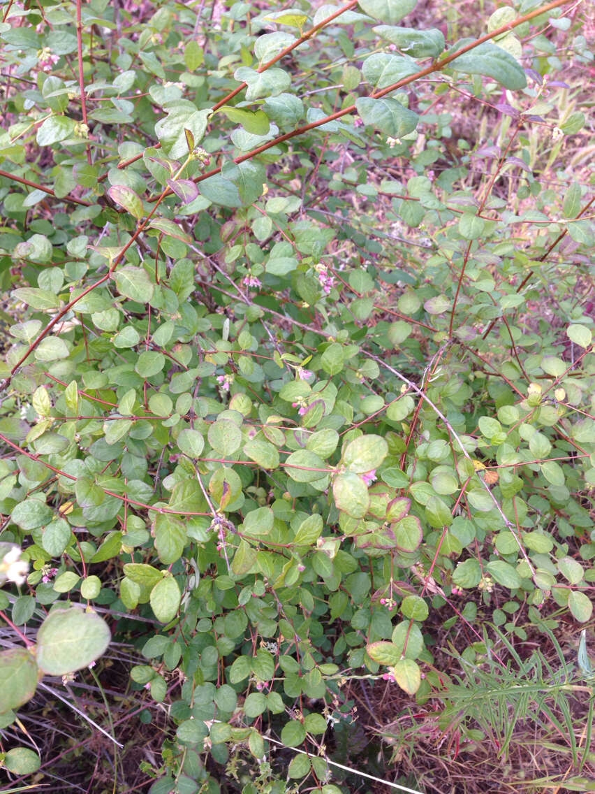 Image of common snowberry