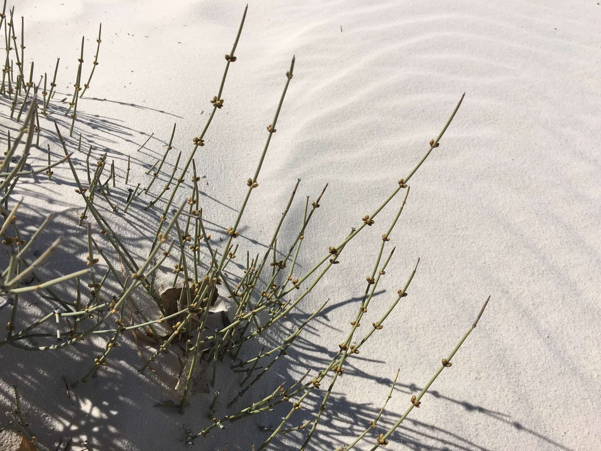 Ephedra torreyana S. Watson的圖片